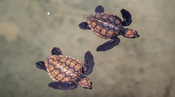 Bentota Fun and Sun 5