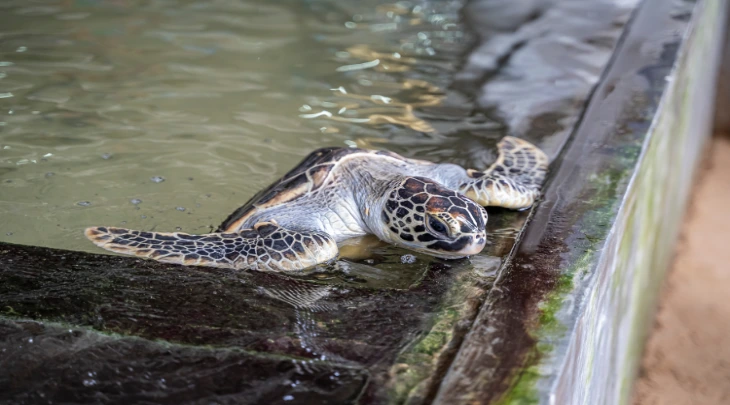 Bentota Fun and Sun 6