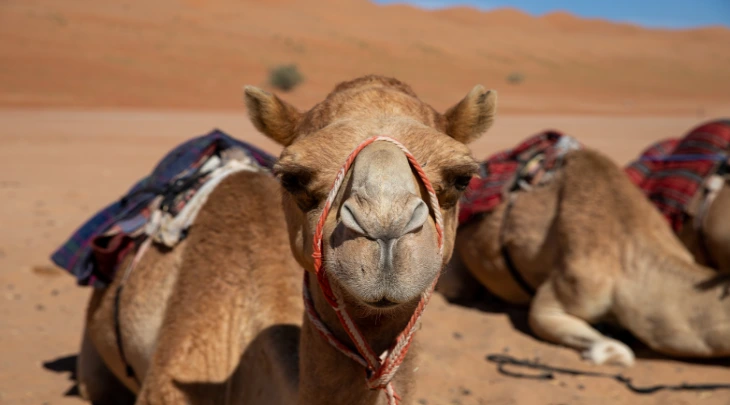 Muscat Fun and Sun 1