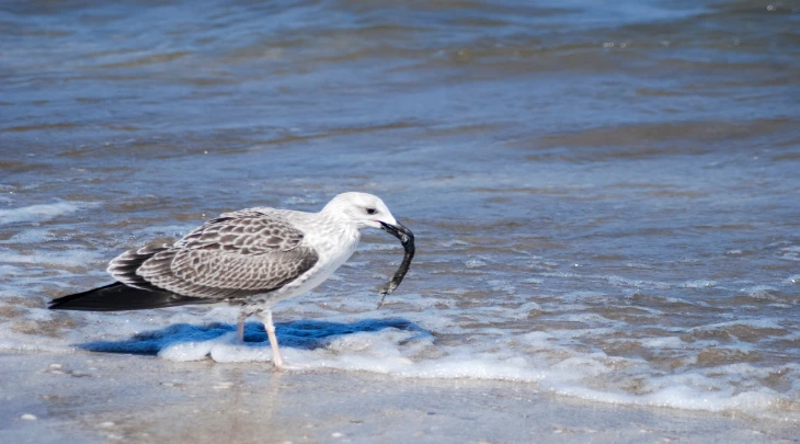 Muscat Fun and Sun 1