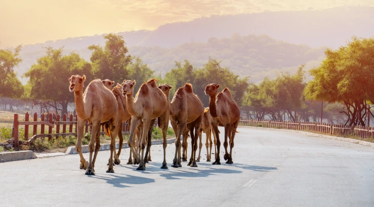 Muscat Fun and Sun 1