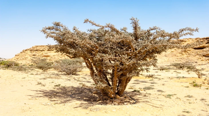 Salalah Fun and Sun 6