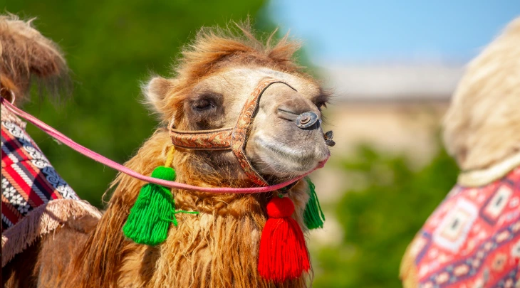 Manama Fun and Sun 1