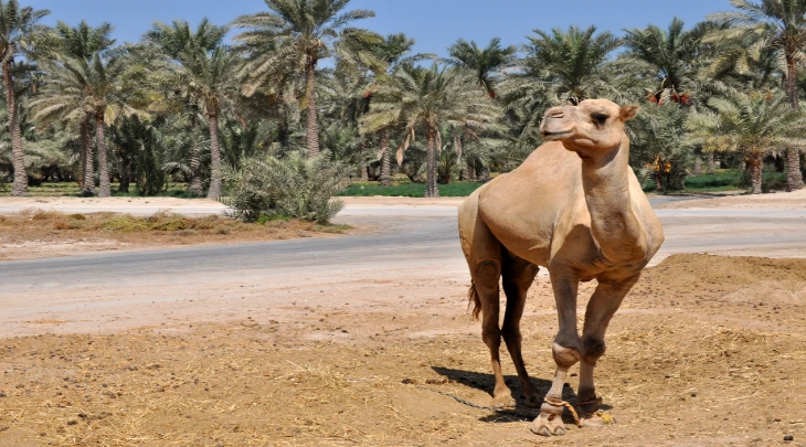 Manama Fun and Sun 1