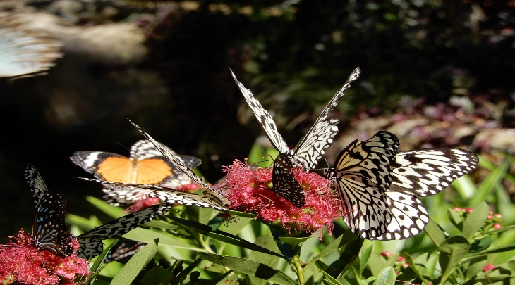 Penang Fun and Sun 4