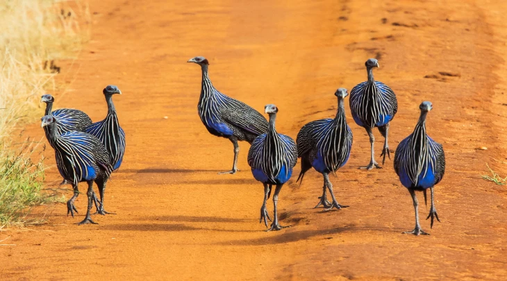 Mombasa Fun and Sun 4