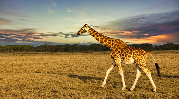 Mombasa Fun and Sun 6