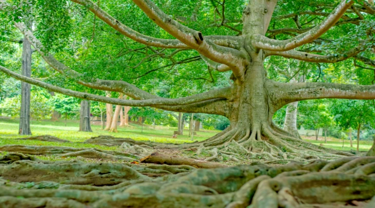 Colombo Fun and Sun 1