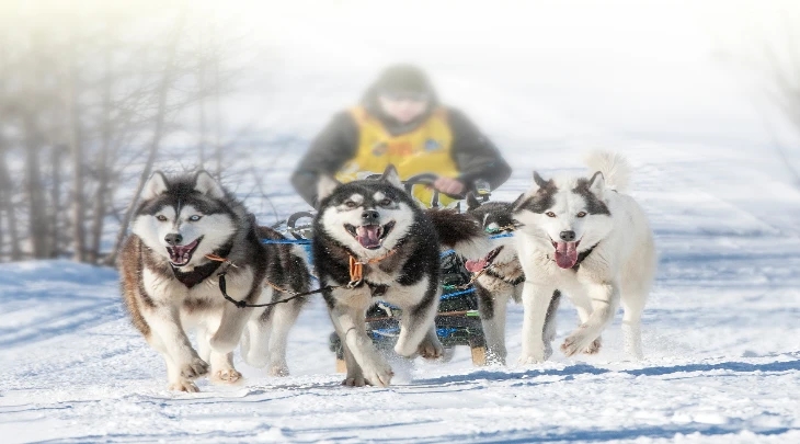 Saint Petersburg Fun and Sun 4