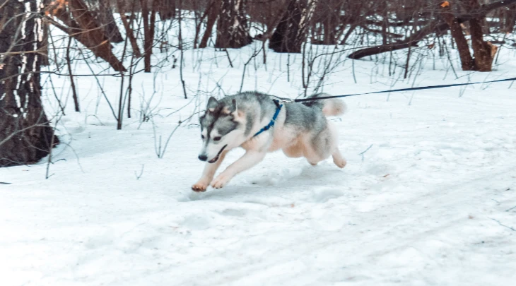 St. Petersburg F&S 2