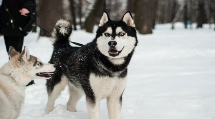 St. Petersburg F&S 3