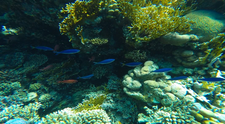 Sharm El Sheikh F&S 4