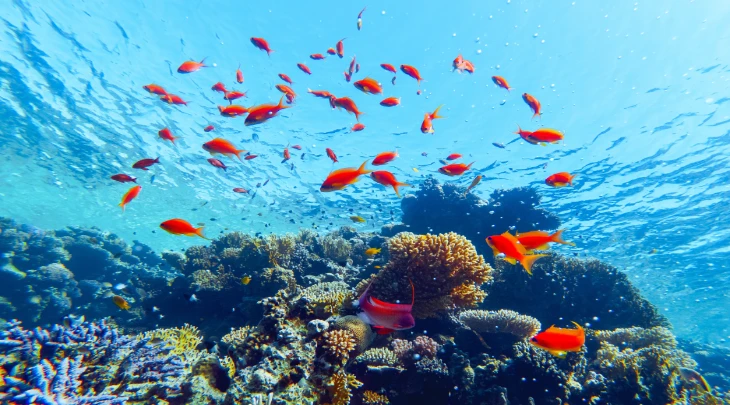 Sharm El Sheikh F&S 6