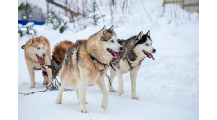 St. Petersberg F&S 2