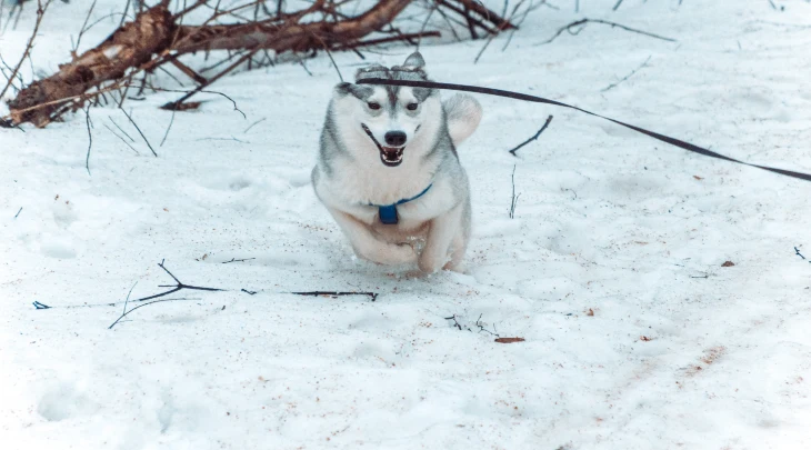 St. Petersberg F&S 3