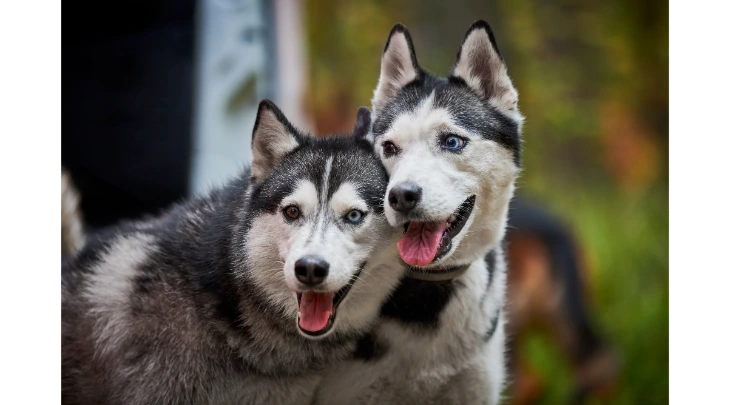 St. Petersberg F&S 4