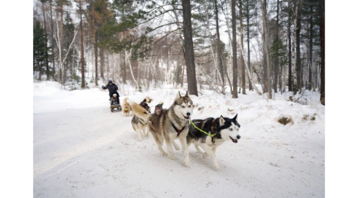 St. Petersberg F&S 5