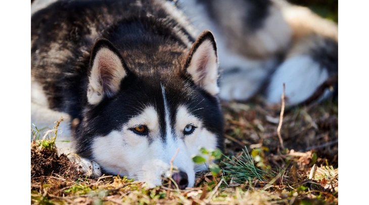 St. Petersberg F&S 1