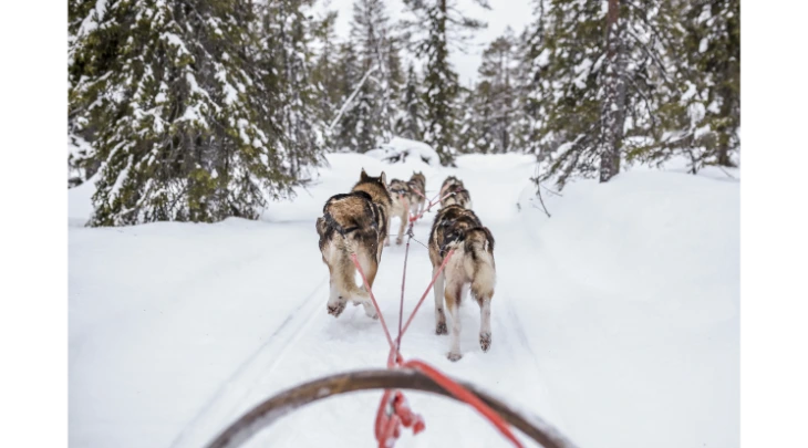 St. Petersberg F&S 6