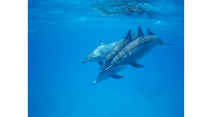 Sharm El Sheikh F&S 1