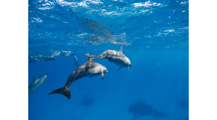 Sharm El Sheikh F&S 3