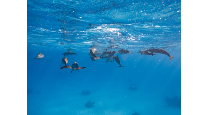 Sharm El Sheikh F&S 4