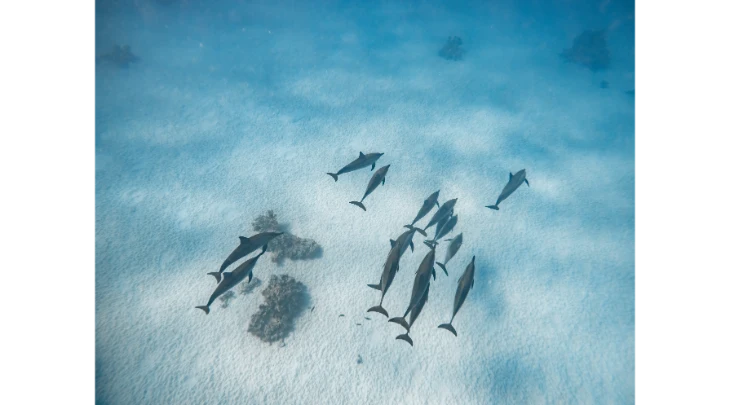 Sharm El Sheikh F&S 5