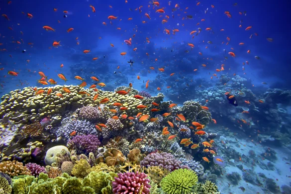 Sharm El Sheikh F&S 2