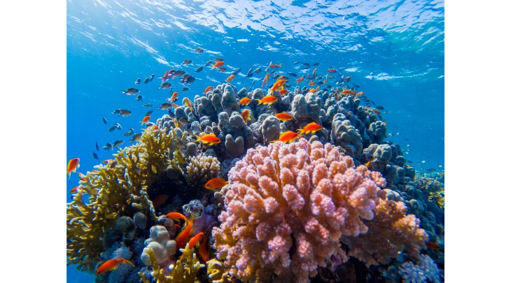 Sharm El Sheikh F&S 3