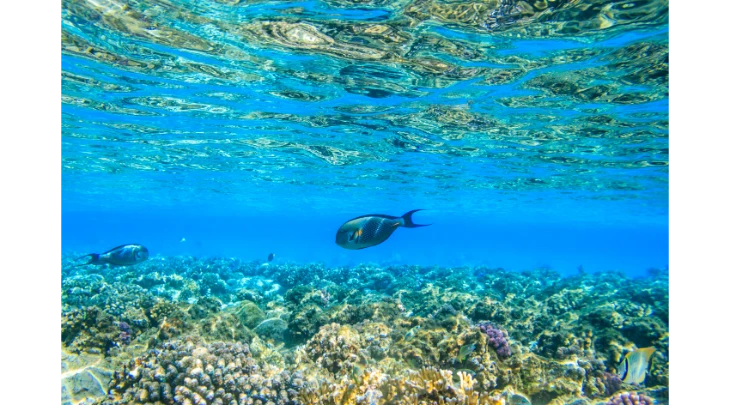 Sharm El Sheikh F&S 4