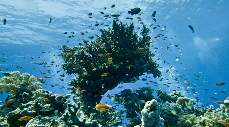 Sharm El Sheikh F&S 2