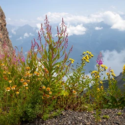Krasnaya Polyana and Rosa Khutor Mountain Tour