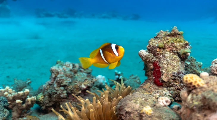 Sharm El Sheikh F&S 3