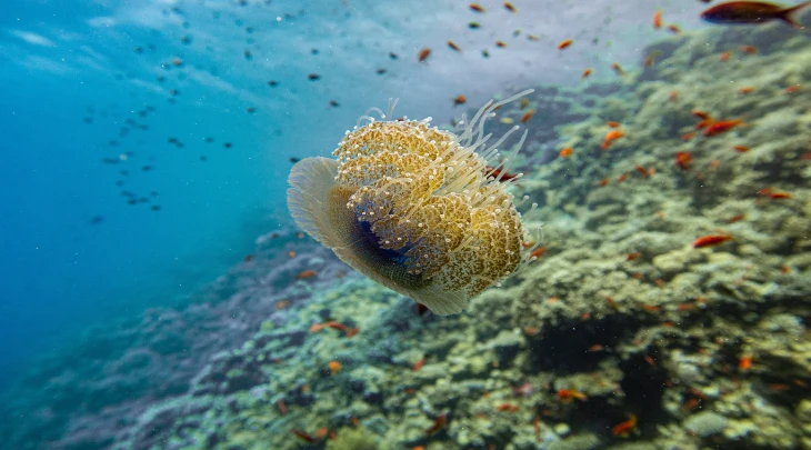 Sharm El Sheikh F&S 5