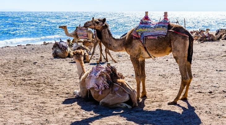 Sharm El Sheikh F&S 6