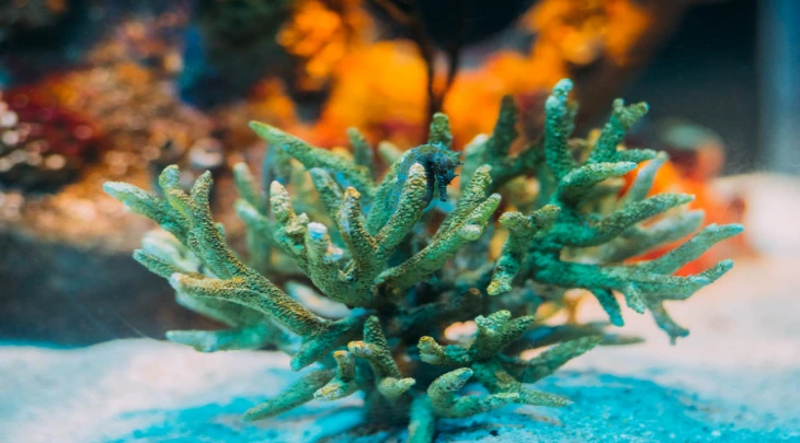 Sharm El Sheikh F&S 1