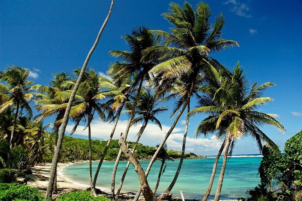 Sugar Reef Bequia - Adults only