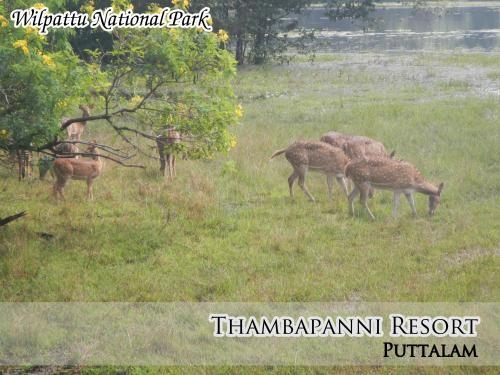 Thambapani Resort