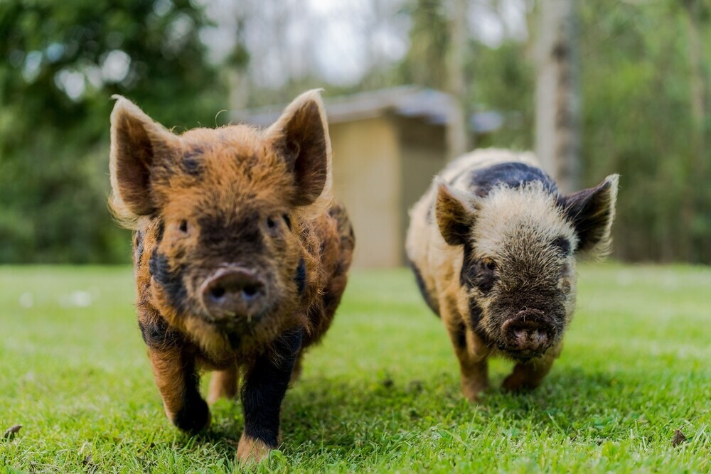 Ramarama Luxury Vacation Villa