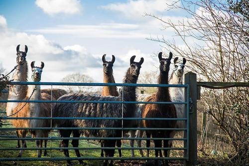 The Merry Harriers Pub