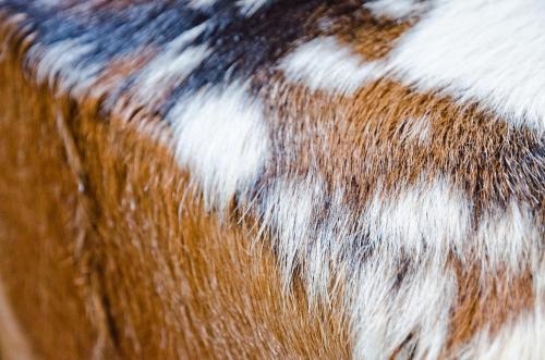 Apartment Fortuna 5.5 - GriwaRent AG