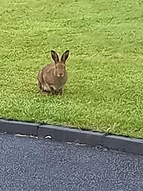 Country Cottage Apartment, Valentia Island, Kerry