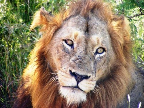 Buster's River Lodge