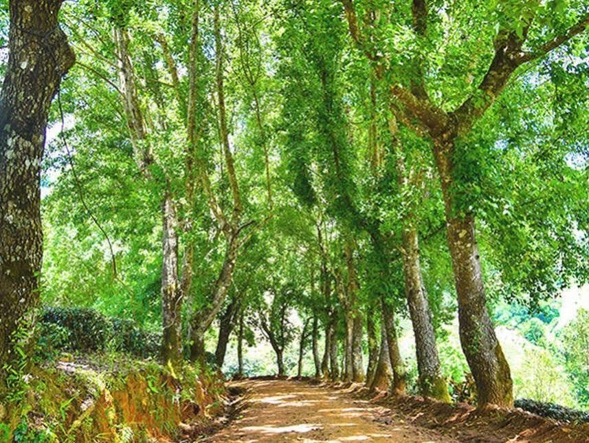 Baan See See Moutain View