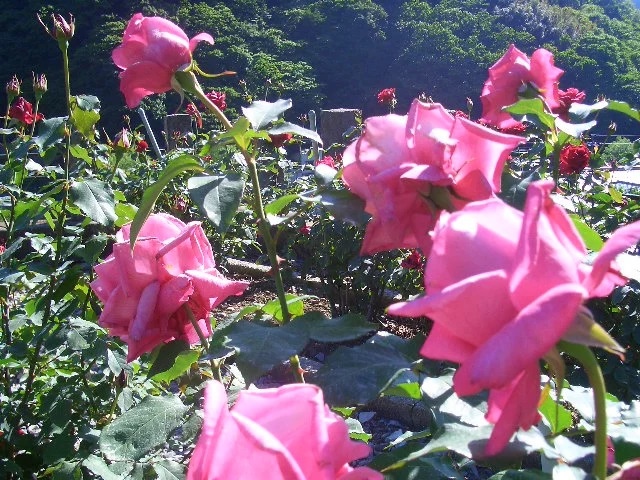 Atsumi Onsen Takinoya