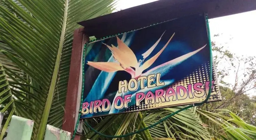 Bird of Paradise