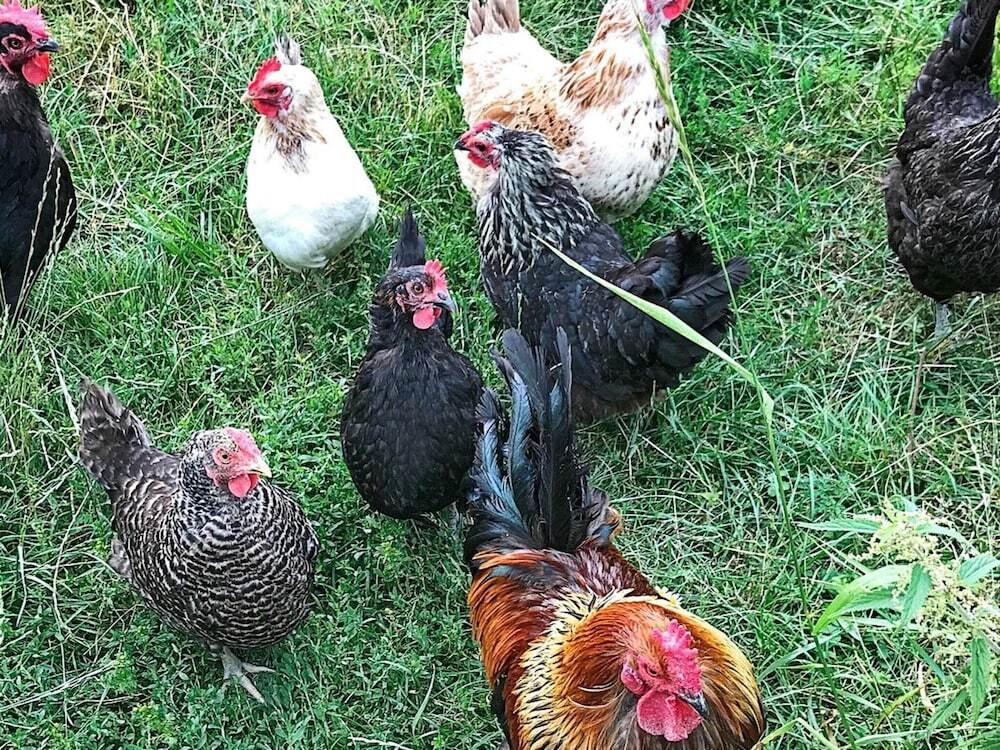 6 Person Holiday Home in Stjarnhov-by Traum