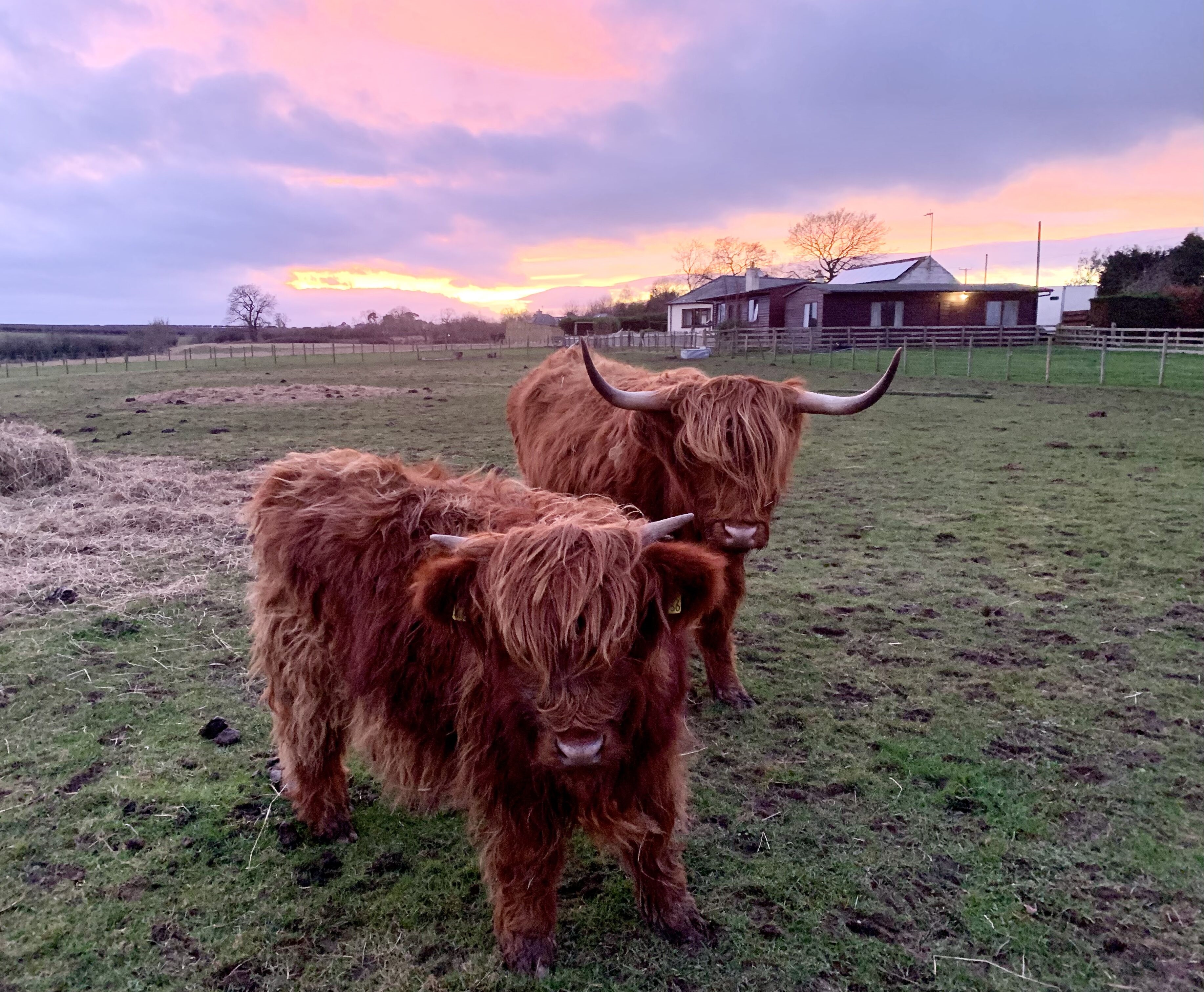 Orchard House Lodges