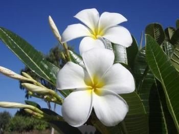 Big4 Plantation Caravan Park