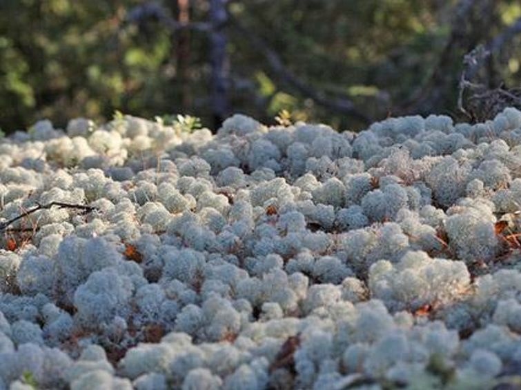 Holiday Home Alahuone